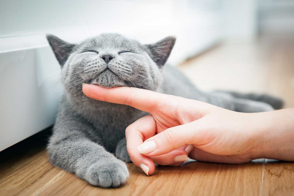 Why Do Cats Purr? 6 Common Reasons Explained