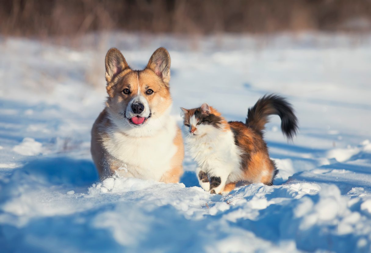 10 Tips to Keep Your Dog or Cat Safe During Winter