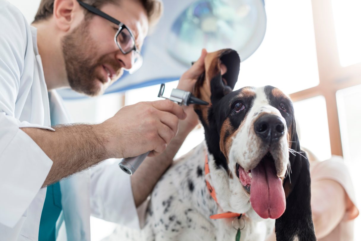 Veterinarian inspecting a dog's ears