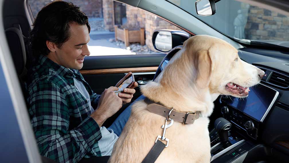 Man with dog in a car