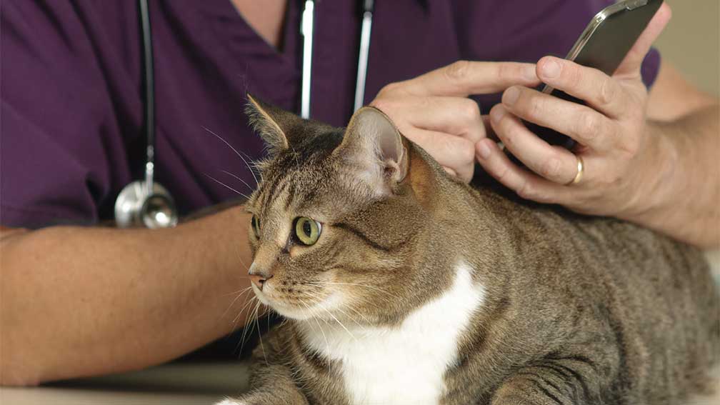 Cat at vet appointment