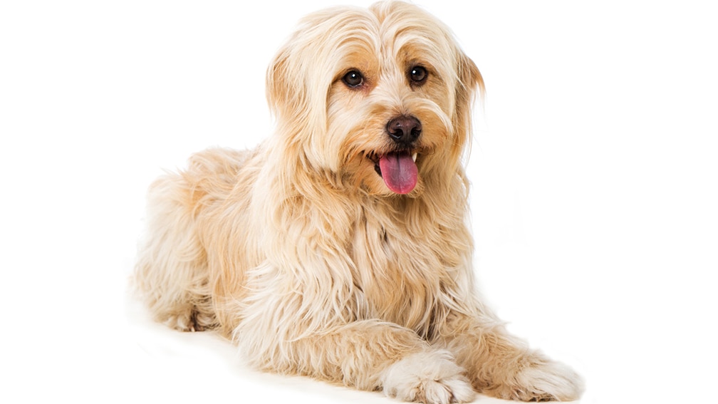 Dog on white background