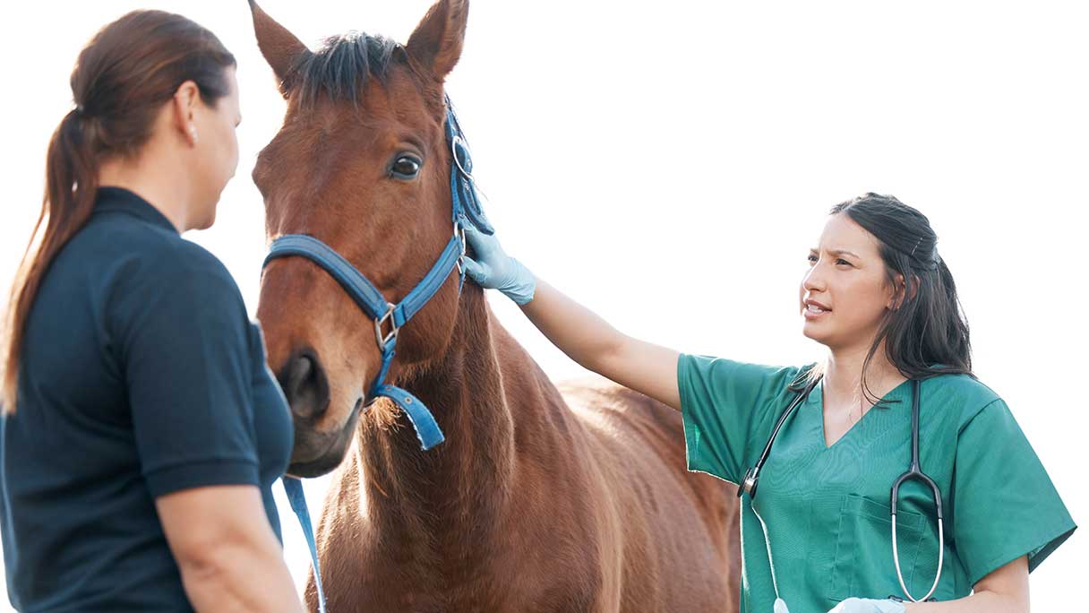 Two veterinary techs working with a horse