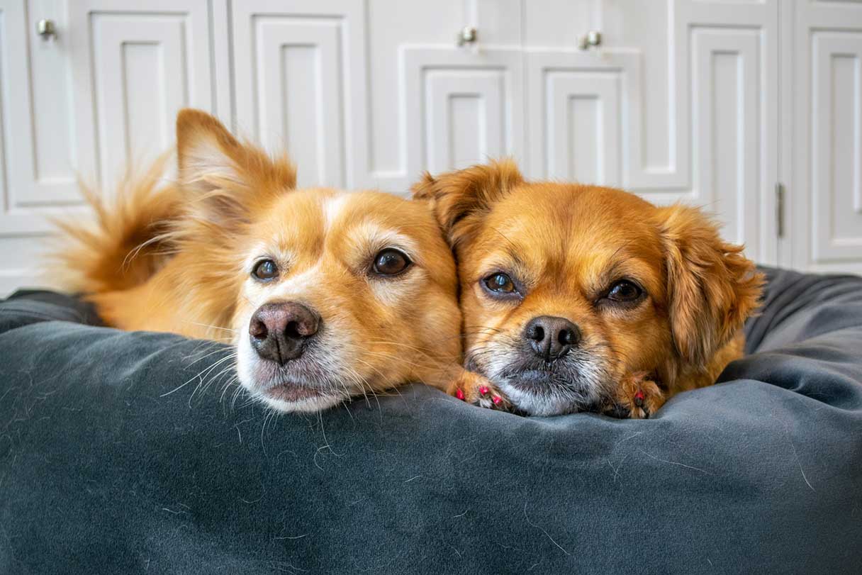 Close-up of two dogs