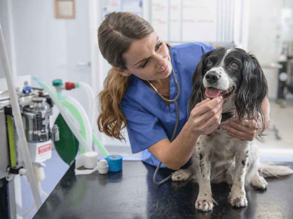 Dog receiving veterinary exam