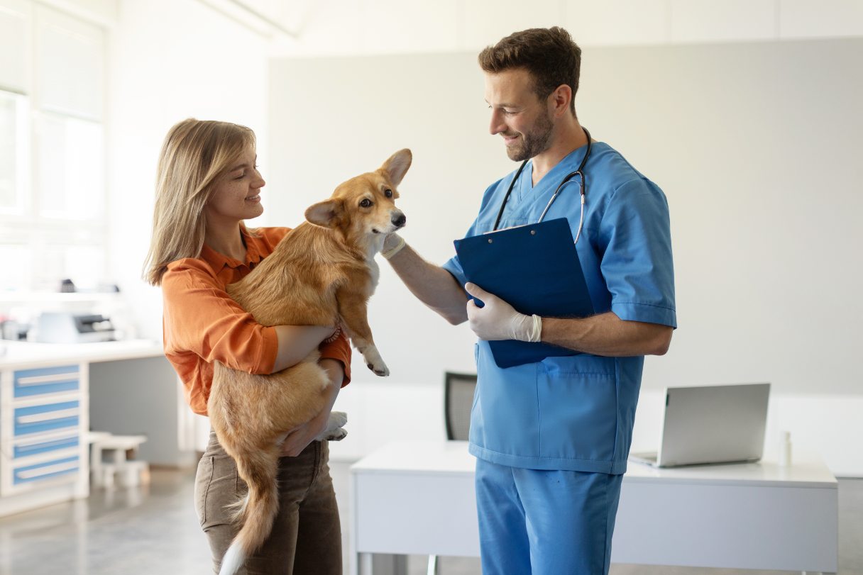 Woman holding corgi while veterinarian pets it